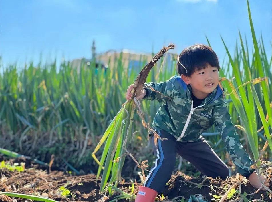深谷ネギの収穫まであと少し!
