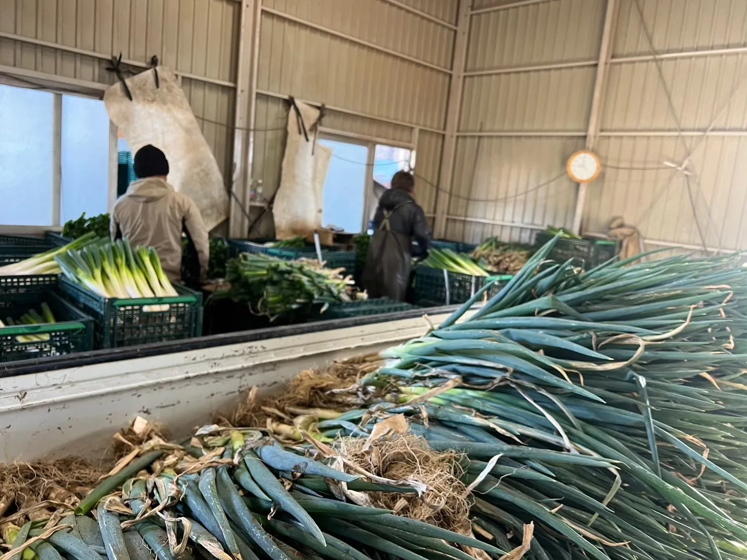 深谷ねぎvs.他のネギ!どこが違うの?徹底比較!深谷ネギなら鏡農園まで