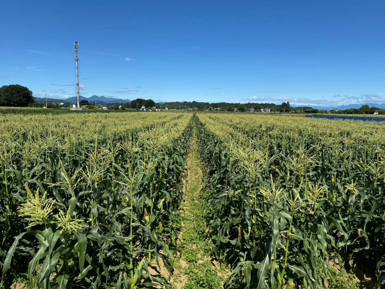 とうもろこし雑学!意外と知らないトウモロコシの秘密を大公開!