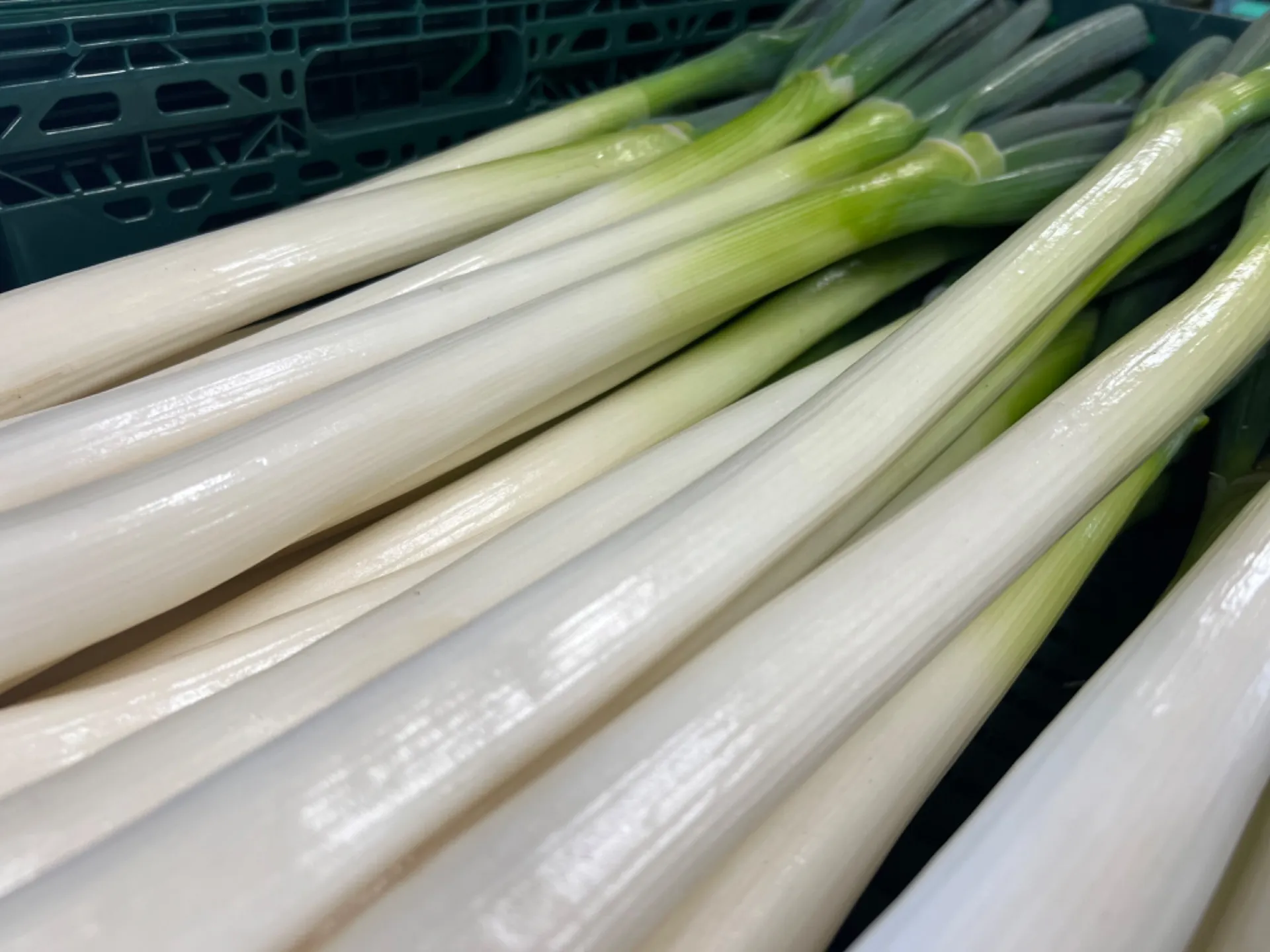 今期の深谷ネギについて